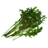 Salat Rucola, ca. 100 g