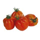 Tomaten Fleischtomaten/Ochsenherzen