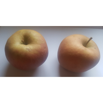 Äpfel Boskoop