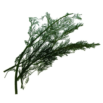Dill im Bund